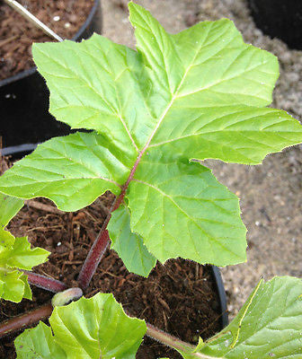 Acanthus Fielding's Gold (Bears Breeches) - Champion Plants