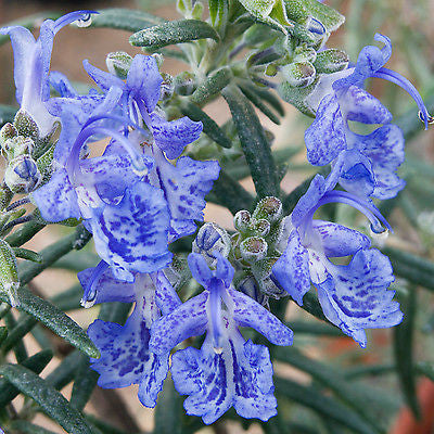 Rosmarinus Blue Lagoon - Champion Plants