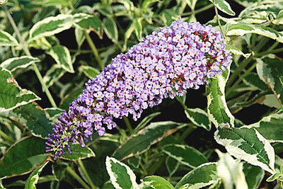 Buddleja (Buddleia) davidii Florence - Champion Plants