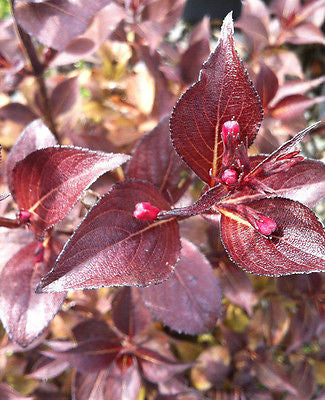 Weigela florida Victoria - Champion Plants