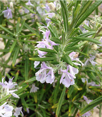 Rosmarinus officinalis - AGM - Champion Plants