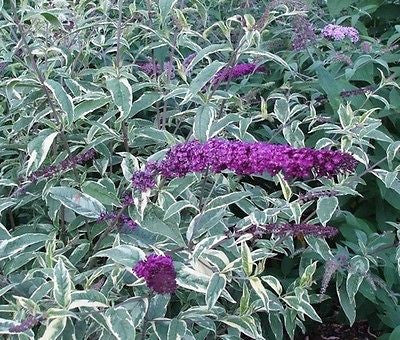 Buddleja (Buddleia) davidii Harlequin (Butterfly Bush) - Champion Plants