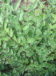 Ligustrum oval. Argenteum - Champion Plants
