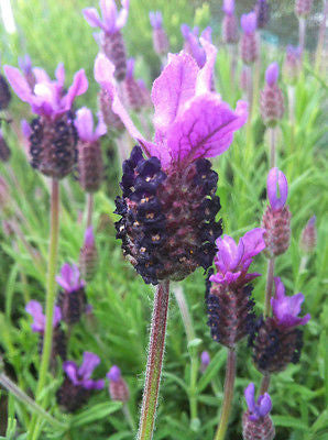 Lavandula st. Fathead - Champion Plants