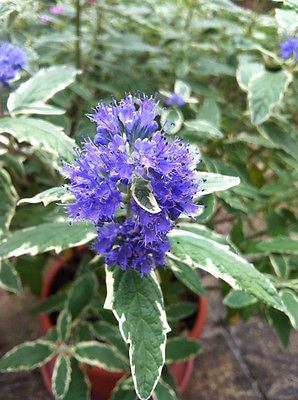 Caryopteris White Surprise - Champion Plants