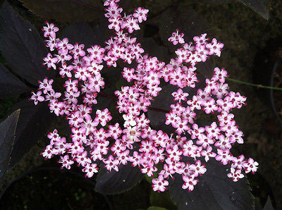 Sambucus Black Beauty AGM - Champion Plants