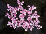 Sambucus Black Beauty - Champion Plants