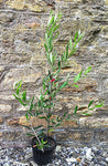 Olea europa (Olive Tree) - Champion Plants