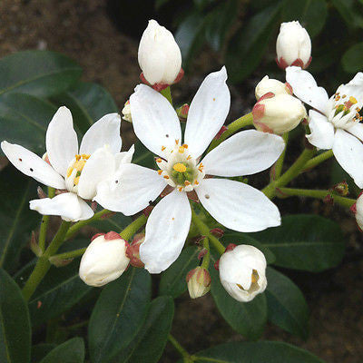 Choisya ternata (Mexican Orange Blossom) - Champion Plants