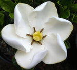 Gardenia Kliems Hardy - Champion Plants
