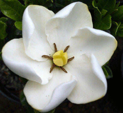 Gardenia Kliems Hardy - Champion Plants