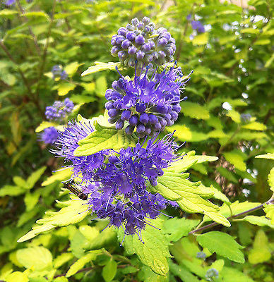 Caryopteris incana Sunshine Blue (Jason) - Champion Plants