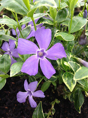 Vinca minor Ralph Shugert AGM - Champion Plants