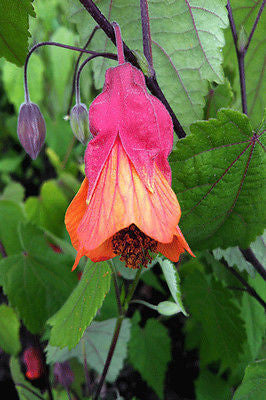 Abutilon megapotamicum 'Wisley Red' - Champion Plants