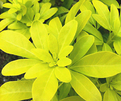 Choisya ternata ' Sundance' (Mexican Orange Blossom) - Champion Plants