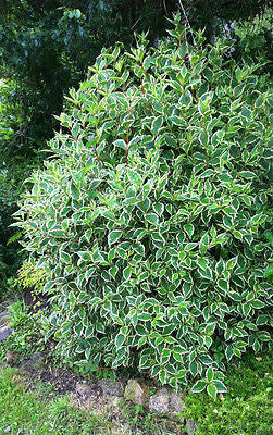 Weigela 'Florida Variegata' - Champion Plants