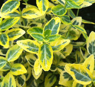 Euonymus Emerald n' Gold - Champion Plants