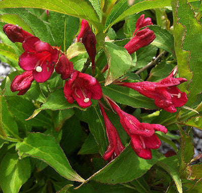 Weigela Bristol Ruby - Champion Plants