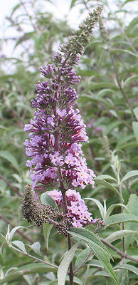 Buddleja (Buddleia) davidii Autumn Beauty - Champion Plants