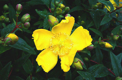 Hypericum Hidcote - Champion Plants