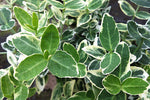 Euonymus Emerald Gaiety - Champion Plants