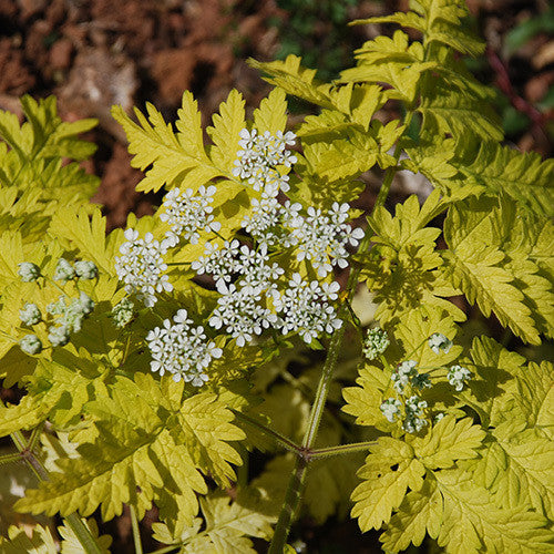 Anthriscus sylvestris Golden Fleece - Champion Plants