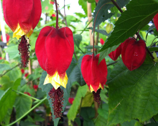 Abutilon megapotamicum - AGM - Champion Plants