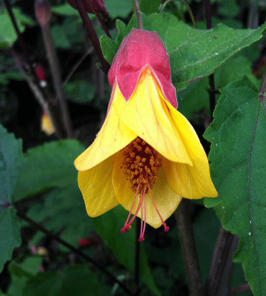 Abutilon megapotamicum Kentish Belle - AGM - Champion Plants