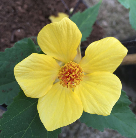 Abutilon Waltz - Champion Plants