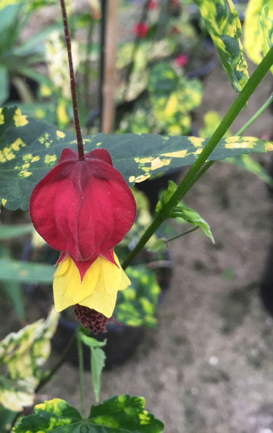 Abutilon megapotamicum Variegatum - AGM - Champion Plants