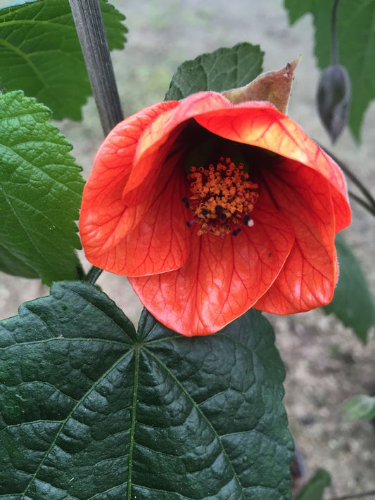 Abutilon Tango - Champion Plants