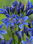 Agapanthus Summer Love™  Blue (PBR) - Champion Plants