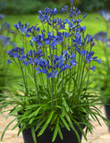 Agapanthus Summer Love™  Blue (PBR) - Champion Plants