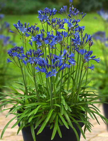 Agapanthus Summer Love™  Blue (PBR) - Champion Plants