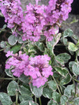 Ajuga Pink Lightning - Champion Plants