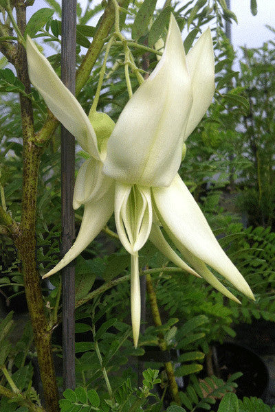 Clianthus puniceus Albus - AGM - Champion Plants
