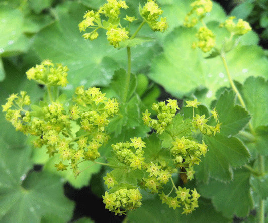 Alchemilla mollis - AGM - Champion Plants