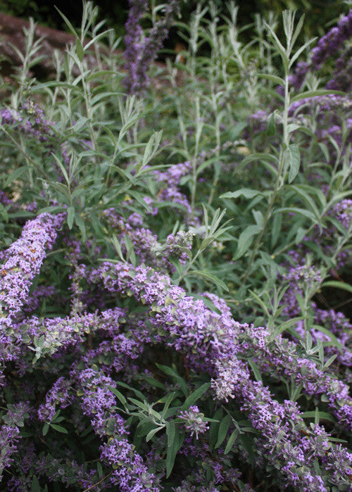 Buddleja (Buddleia) alternifolia Argentea - Champion Plants