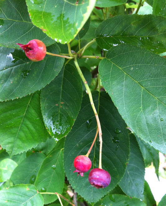 Amelanchier lamarkii - AGM - Champion Plants