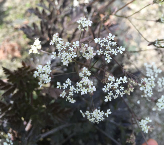 Anthriscus sylvestris 'Ravenswing' - Champion Plants