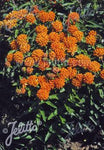 Asclepias tuberosa ssp. interior - Champion Plants