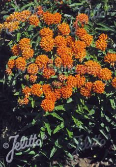 Asclepias tuberosa ssp. interior - Champion Plants
