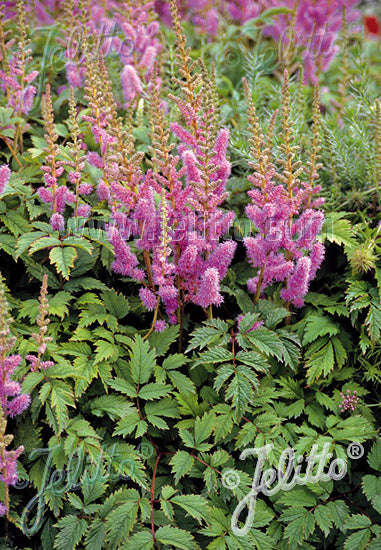 Astilbe Pumila - Champion Plants