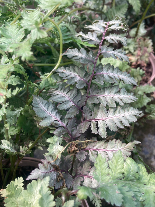 Athyrium niponicum Metallicum - AGM - Champion Plants