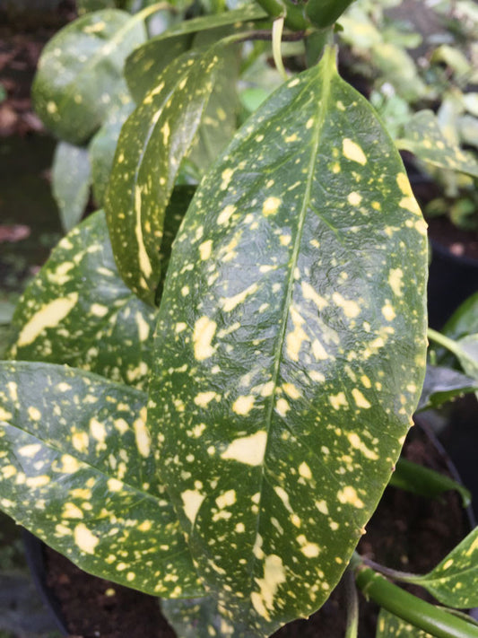 Aucuba Crotonifolia - AGM - Champion Plants