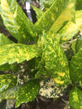 Aucuba Golden King - AGM - Champion Plants