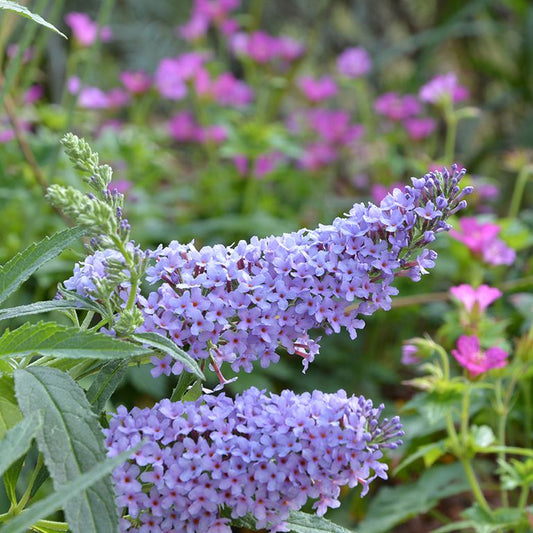 Buddleja (Buddleia) davidii Buzz Sky Blue - Dwarf Buddleja - Champion Plants