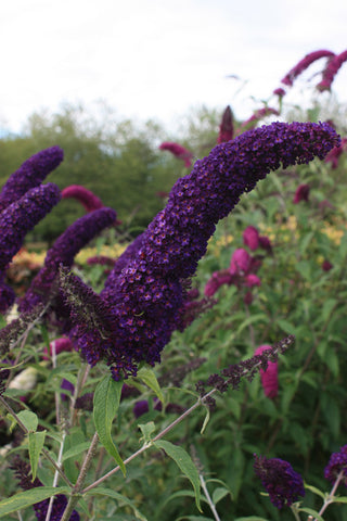 Buddleja (Buddleia) davidii Black Knight - AGM - Champion Plants