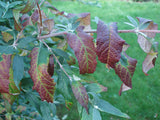 Buddleja (Buddleia) ‘Longstock Gem’ - Champion Plants