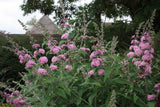 Buddleja (Buddleia) x weyeriana Pink Pagoda - Champion Plants